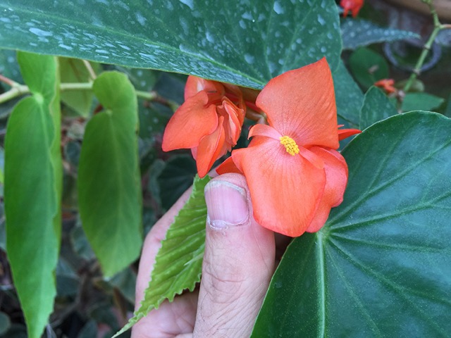 B. ‘Maccot’